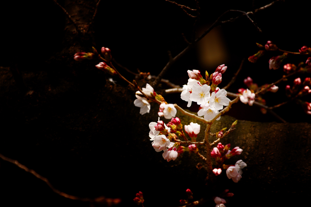 桜