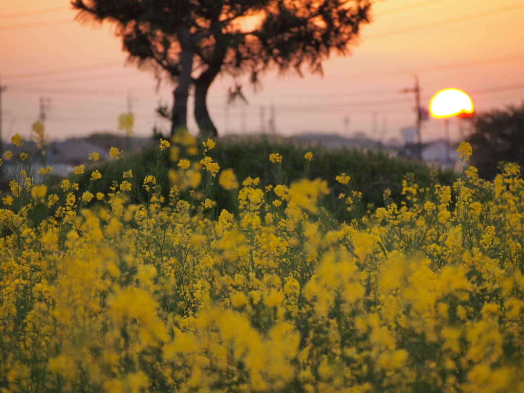 菜の花