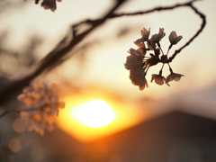 「桜、夕陽に燃ゆる」
