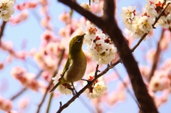 うめっしゅ