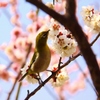 うめっしゅ