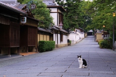 おいでにゃす