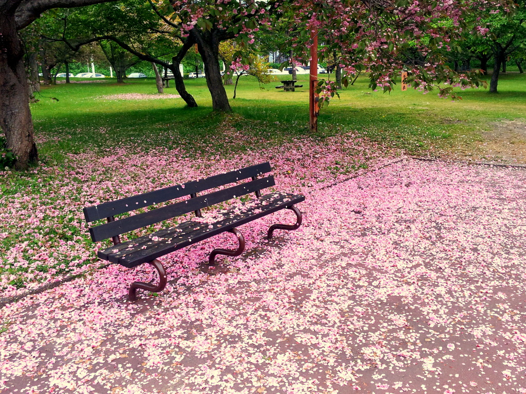 桜に包まれたベンチ