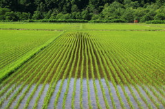 田園風景