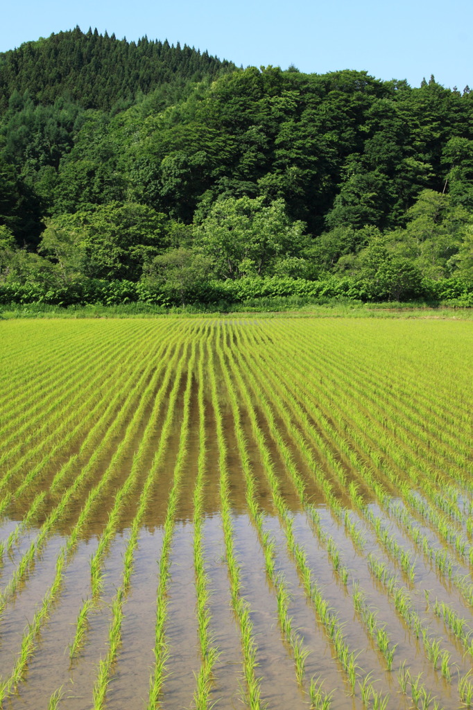 田園風景