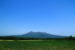 トウモロコシ畑と駒ヶ岳