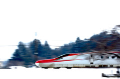 白鳥来ず一人旅