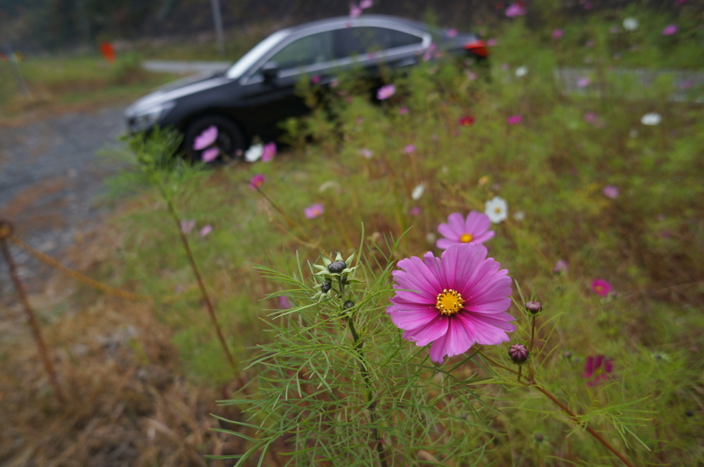道路脇の秋桜。