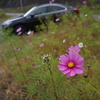 道路脇の秋桜。
