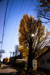 紅葉のシルエット