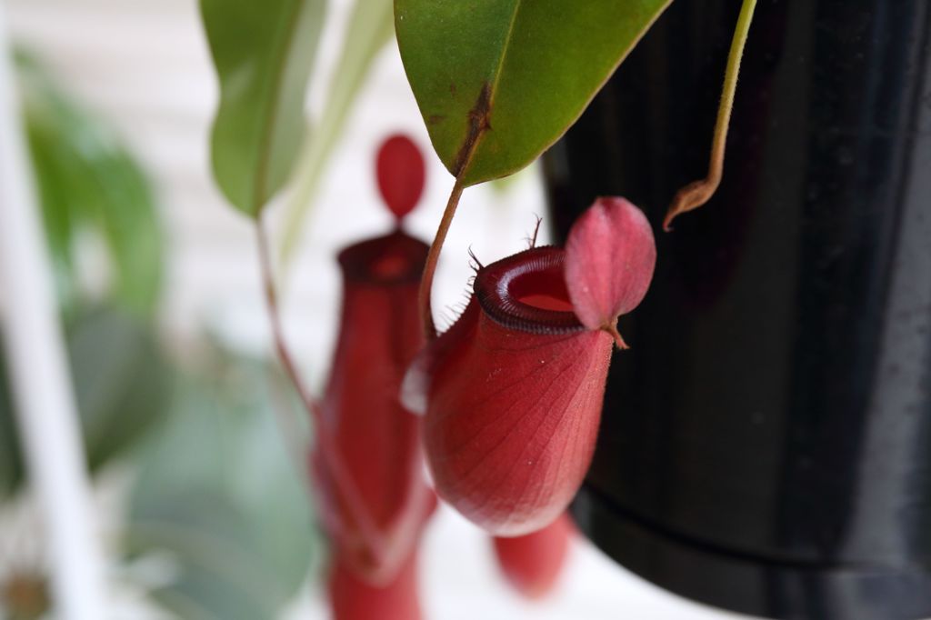 食虫植物　ネペンテスレディーラック