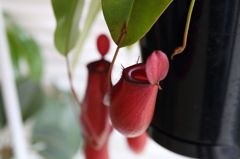 食虫植物　ネペンテスレディーラック