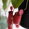 食虫植物　ネペンテスレディーラック