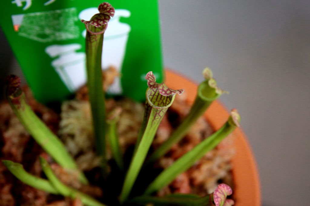 食虫植物　サラセニア
