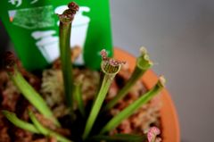 食虫植物　サラセニア