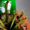 食虫植物　サラセニア