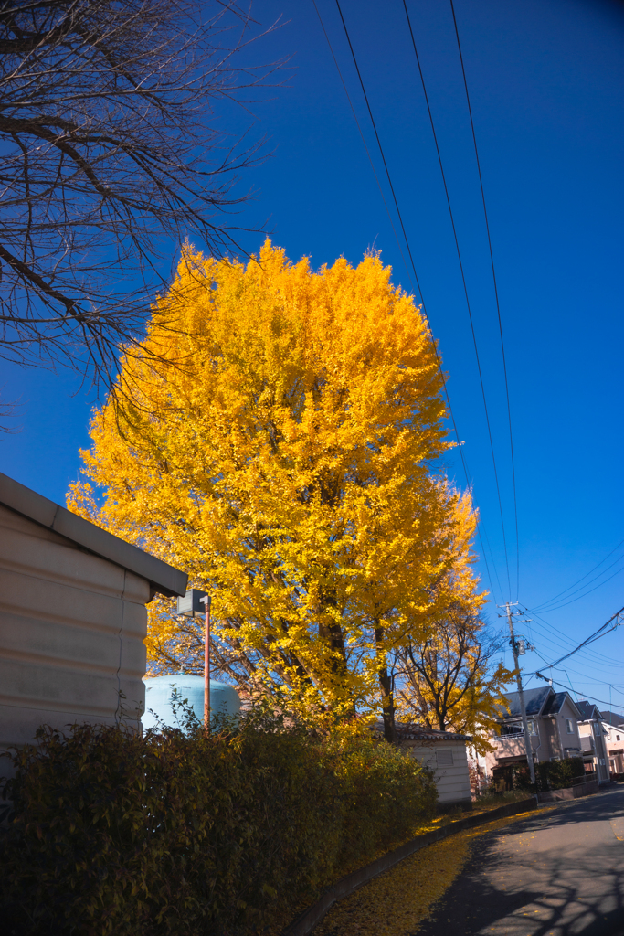 イチョウの木