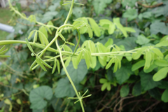 庭の蔓草