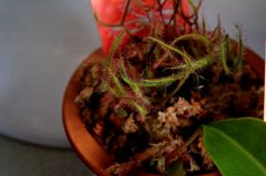 食虫植物　モウセンゴケ