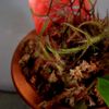 食虫植物　モウセンゴケ