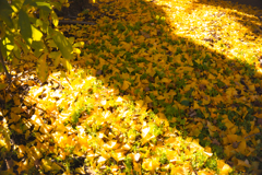 イチョウの落ち葉