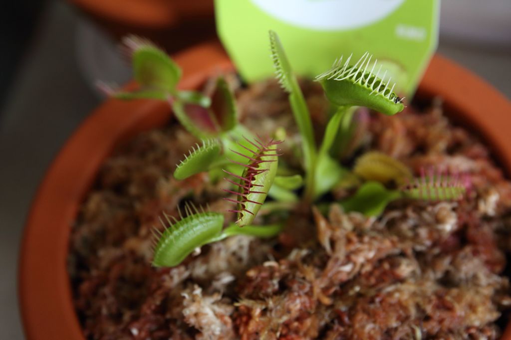 食虫植物　はえとり草