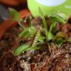 食虫植物　はえとり草