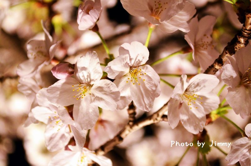 夜桜