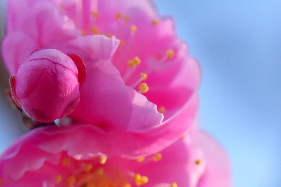 梅の花が咲き始めました。