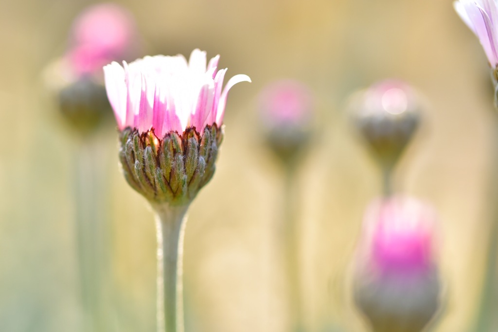 0A052F51-F89A-42C6-AAB4-F0D75A89D150