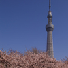 東京スカイツリーと桜