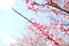 八重桜