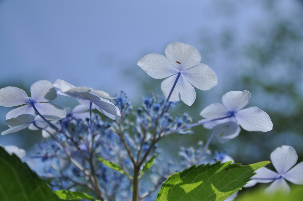 紫陽花