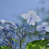 紫陽花