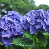 初　紫陽花
