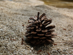 滝の水際にどこから来たぁ？