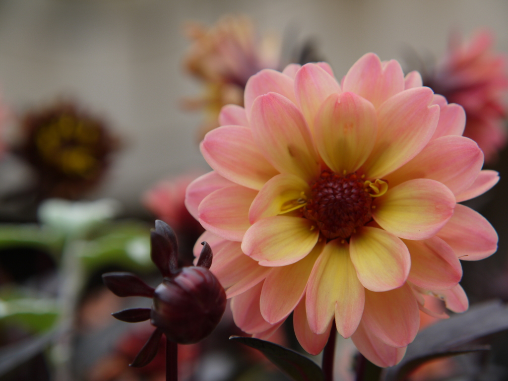 おもちゃじゃないよ・・。