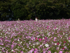 楽しそうな二人