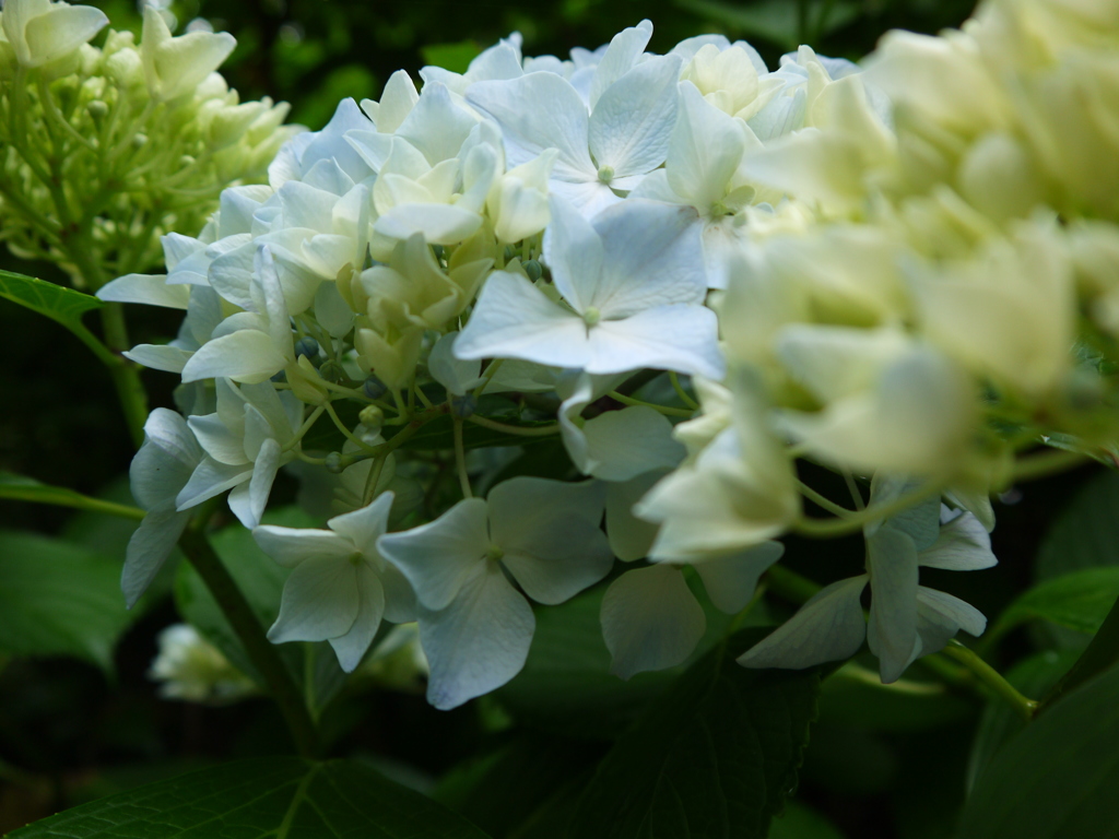 せんりゅう・・。