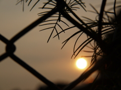 フェンス越しに見るサンセット