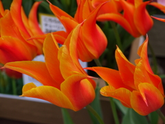 ハウステンボスにて