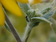 なにか甘いものをぉ・・。向日葵編