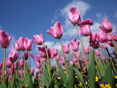 天を仰ぐチューリップ