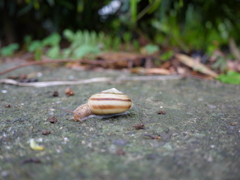 こっちにおいで・・。