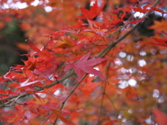 雷山観音の紅葉