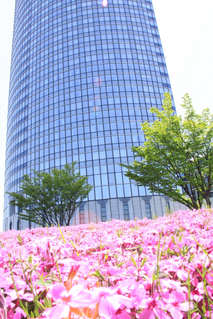 芝桜-1