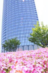 芝桜-1