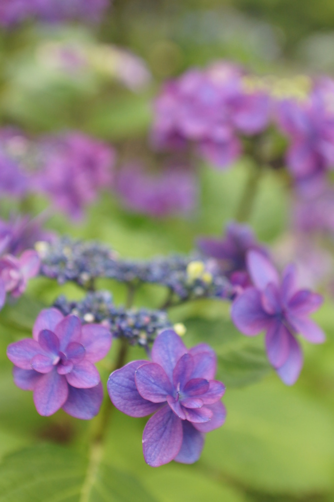 紫陽花 036