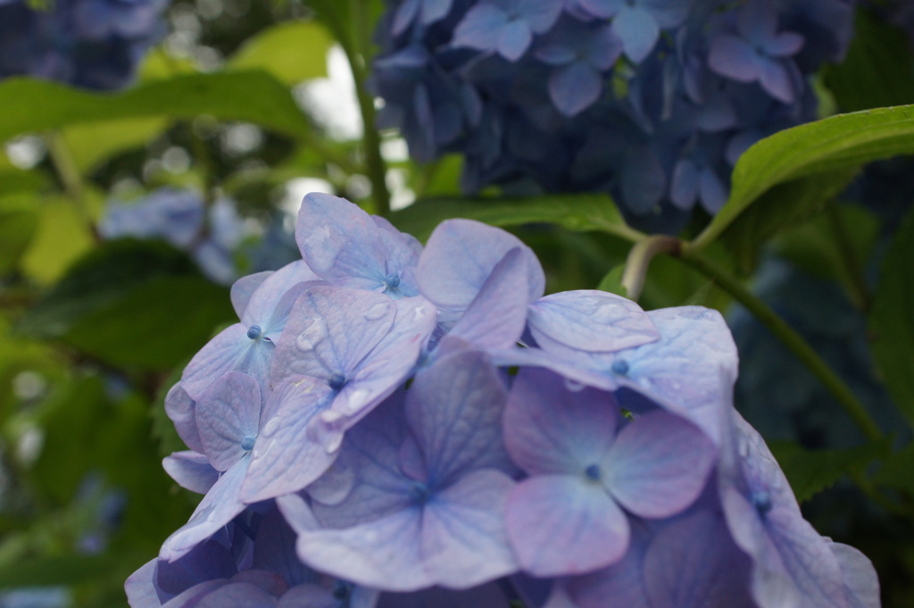 紫陽花 013