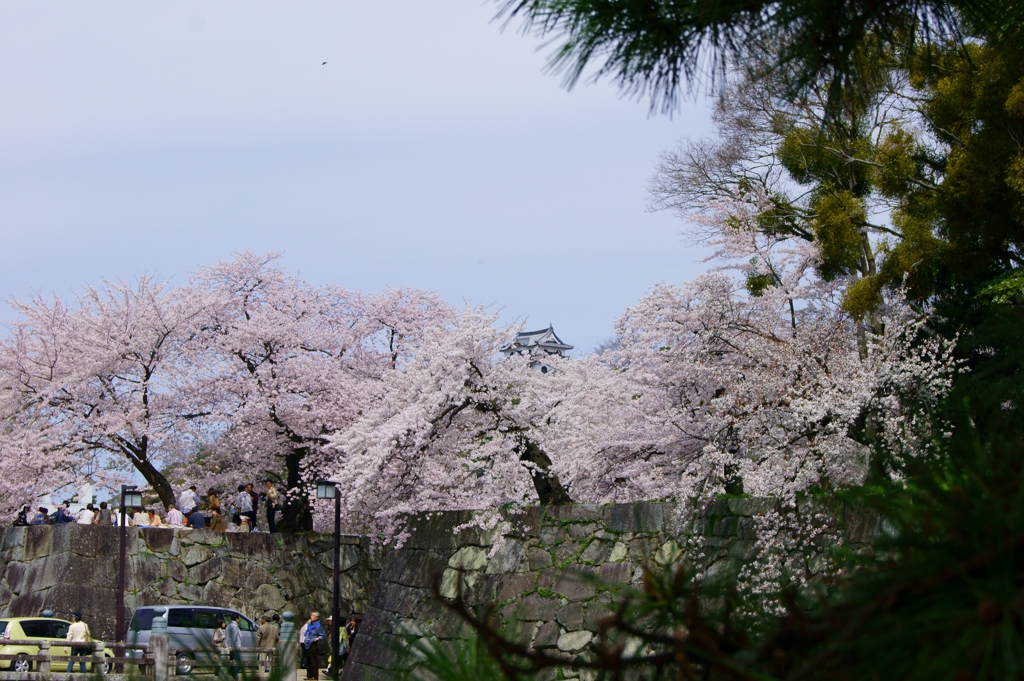 彦根城　桜